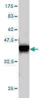 Anti-ELF1 Mouse Monoclonal Antibody [clone: 3B7]