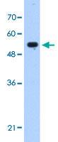 Anti-IFIT3 Rabbit Polyclonal Antibody