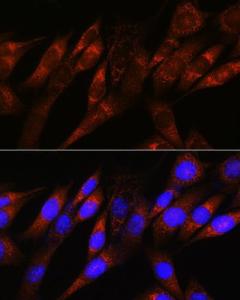 Immunofluorescence analysis of NIH-3T3 cells using Anti-PDHA1 Antibody [ARC0722] (A308220) at a dilution of 1:100 (40x lens). DAPI was used to stain the cell nuclei (blue)