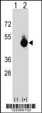 Anti-GPANK1 Rabbit Polyclonal Antibody