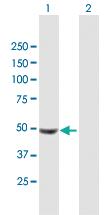 Anti-UCKL1 Mouse Polyclonal Antibody