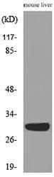 Western blot analysis of lysate from mouse liver cells using Anti-FGF5 Antibody