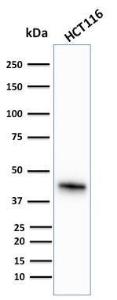 Western blot analysis of human HCT116 cell lysate using Anti-Cytokeratin 18 Antibody [KRT18/836]