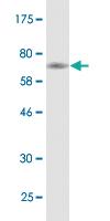 Anti-TUBB2A Mouse Monoclonal Antibody [clone: 4B12]