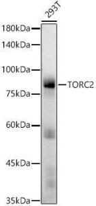 Western blot analysis of extracts of 293T cells, using Anti-TORC2 Antibody [ARC2851] (A308221) at 1:1,000 dilution