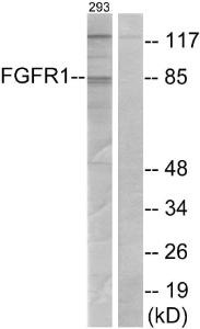 Western blot analysis of lysates from 293 cells, treated with EGF 200 ng/ml 30' using Anti-FGFR1 Antibody. The right hand lane represents a negative control, where the Antibody is blocked by the immunising peptide