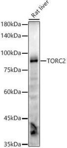 Western blot analysis of extracts of Rat liver, using Anti-TORC2 Antibody [ARC2851] (A308221) at 1:1,000 dilution