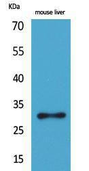 Western blot analysis of mouse liver cells using Anti-FGF5 Antibody