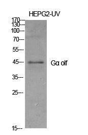 Anti-GNAL antibody