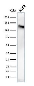 Antibody anti-CD43 84-3C1 100 µg