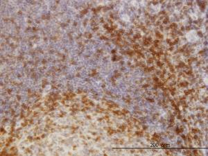 Anti-SKAP1 Mouse Monoclonal Antibody [clone: 3D3]