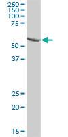 Anti-HEATR9 Mouse Polyclonal Antibody