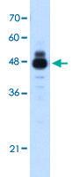 Anti-IHH Rabbit Polyclonal Antibody