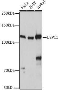 Western blot analysis of extracts of various cell lines, using Anti-USP11 Antibody (A308222) at 1:1,000 dilution