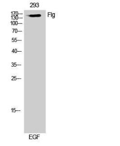 Western blot analysis of 293 cells using Anti-FGFR1 Antibody