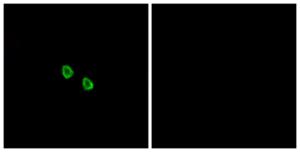 Immunofluorescence analysis of HepG2 cells using Anti-MRGX1 Antibody. The right hand panel represents a negative control, where the antibody was pre-incubated with the immunising peptide.