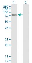 Anti-PLK3 Mouse Polyclonal Antibody