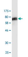 Anti-TUBB2A Mouse Monoclonal Antibody [clone: 4C8]