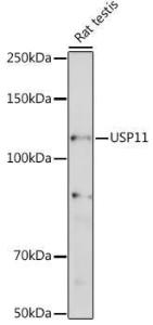 Western blot analysis of extracts of Rat testis, using Anti-USP11 Antibody (A308222) at 1:1,000 dilution