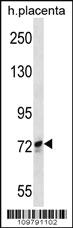 Anti-SCYL1 Rabbit Polyclonal Antibody