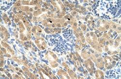 Anti-IHH Rabbit Polyclonal Antibody