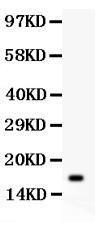 Anti-IL-16 Polyclonal Antibody