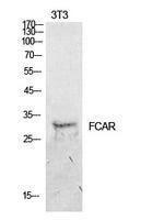 Western blot analysis of extracts from NIH 3T3 cells using Anti-FCAR Antibody