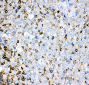 Anti-IL-16 Polyclonal Antibody