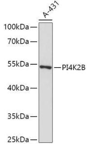 Antibody A307202-100 100 µl