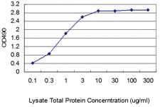 Anti-CNN1 Mouse Monoclonal Antibody (Biotin)