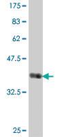 Anti-FIS1 Mouse Polyclonal Antibody