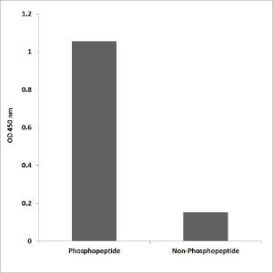 ELISA for immunogen phosphopeptide (left) and non-phosphopeptide (right) using Anti-OSR1 (phospho Thr185) Antibody