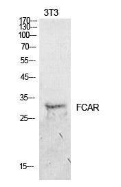 Western blot analysis of NIH 3T3 cells using Anti-FCAR Antibody