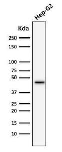 Anti-Cytokeratin 19 antibody