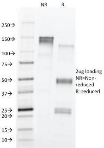 Antibody anti-CD43 84-3C1 100 µg