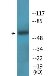 Western blot analysis of lysates from HepG2 cells treated with serum 20% 15' using Anti-OSR1 (phospho Thr185) Antibody