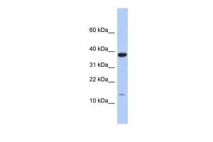 Anti-RPL27 Rabbit Polyclonal Antibody