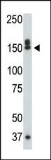 Anti-SERPH Mouse Monoclonal Antibody