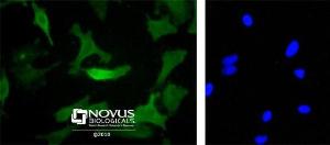 Anti-MYC Mouse Monoclonal Antibody [clone: 9E10]