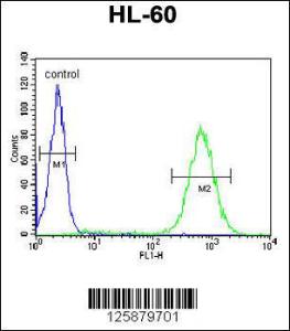 Anti-BHLHE22 Rabbit Polyclonal Antibody (HRP (Horseradish Peroxidase))