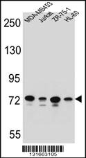 Anti-PCDHB15 Rabbit Polyclonal Antibody