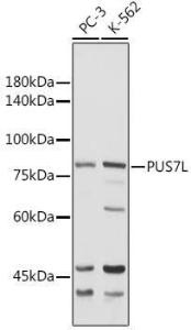 Western blot analysis of extracts of various cell lines, using Anti-PUS7L Antibody (A307204) at 1:1,000 dilution The secondary antibody was Goat Anti-Rabbit IgG H&L Antibody (HRP) at 1:10,000 dilution Lysates/proteins were present at 25 µg per lane