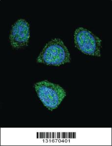 Anti-PDE3B Rabbit Polyclonal Antibody