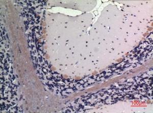 Immunohistochemical analysis of paraffin-embedded rat brain using Anti-FGF20 Antibody