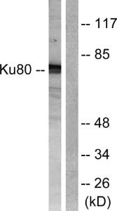 Anti-Ku80 Rabbit Polyclonal Antibody