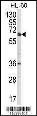 Anti-SENP5 Rabbit Polyclonal Antibody