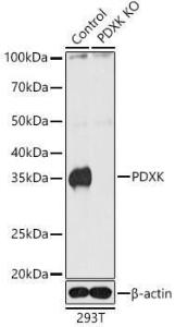 Western blot analysis of extracts from normal (control) and PDXK knockout (KO) 293T cells, using Anti-PDXK