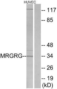 Western blot analysis of lysates from HUVEC cells using Anti-MRGRG Antibody. The right hand lane represents a negative control, where the antibody is blocked by the immunising peptide.