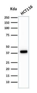 Western blot analysis of HCT116 cell lysate using Anti-Cytokeratin 18 Antibody [C-04]