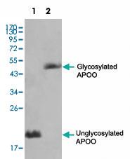 Anti-APOO Mouse Monoclonal Antibody [clone: 2F1]